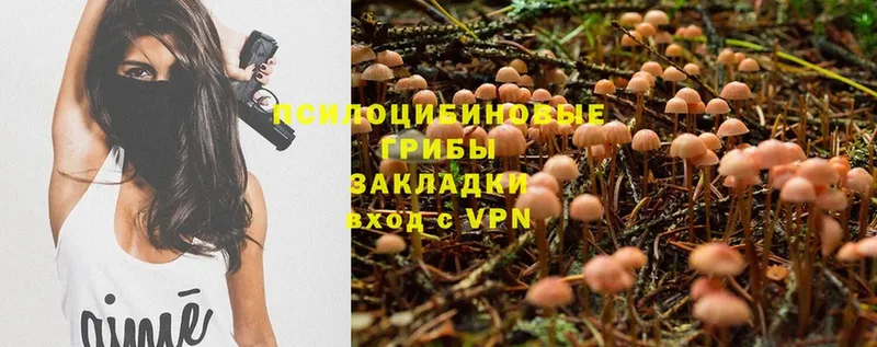 дарнет шоп  Апрелевка  Псилоцибиновые грибы Magic Shrooms 